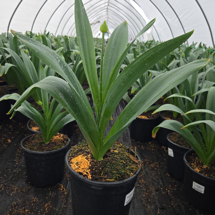 Allium 'Mount Everest'