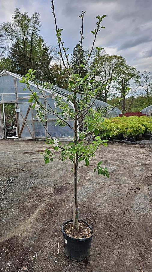 Malus 'Winesap'