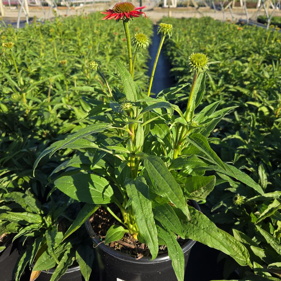 Echinacea x Artisan™ Soft Orange