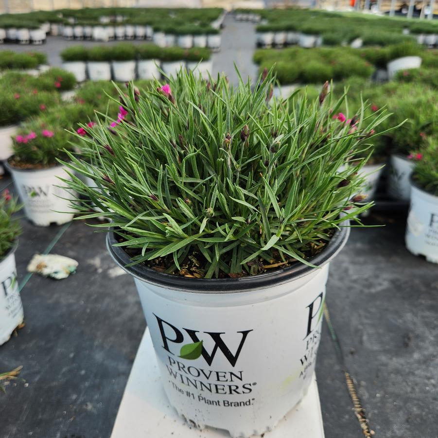 Dianthus hybrid 'Paint the Town Fancy'