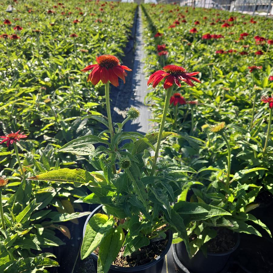 Echinacea x Artisan™ Red Ombre