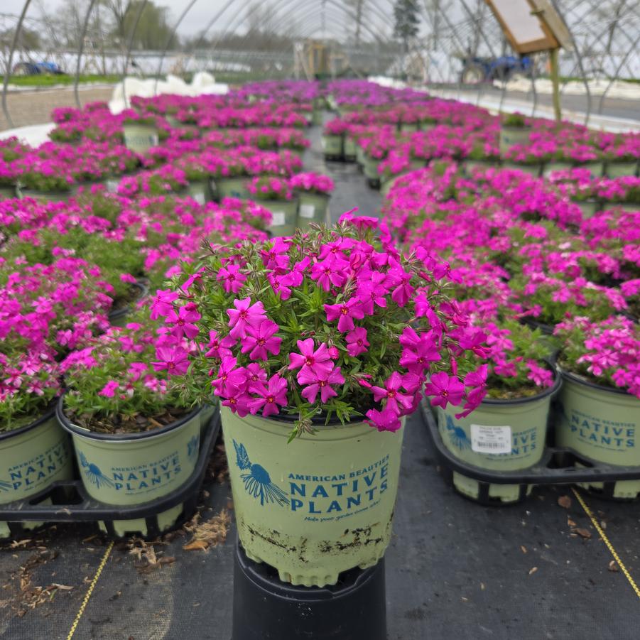 Phlox subulata Spring Hot Pink
