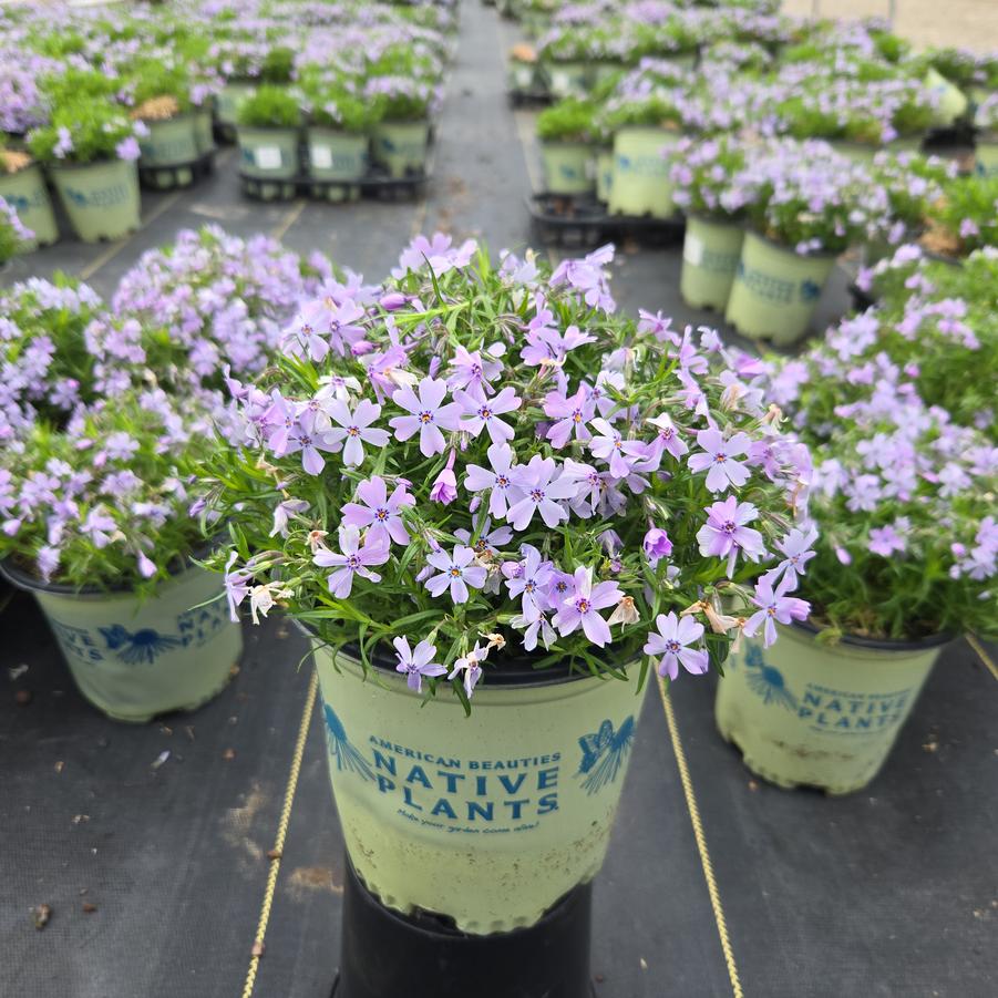 Phlox subulata Spring Blue