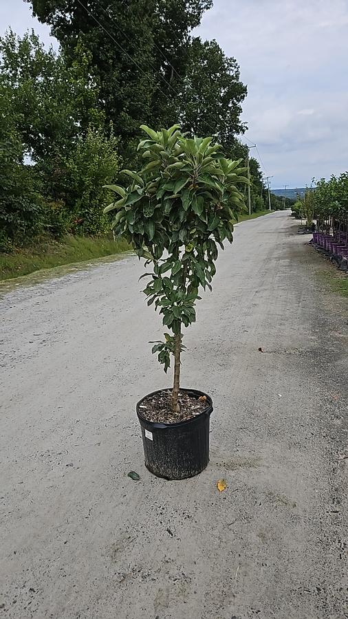 Malus X 'Northpole'