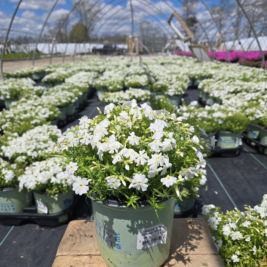 Phlox subulata Spring White