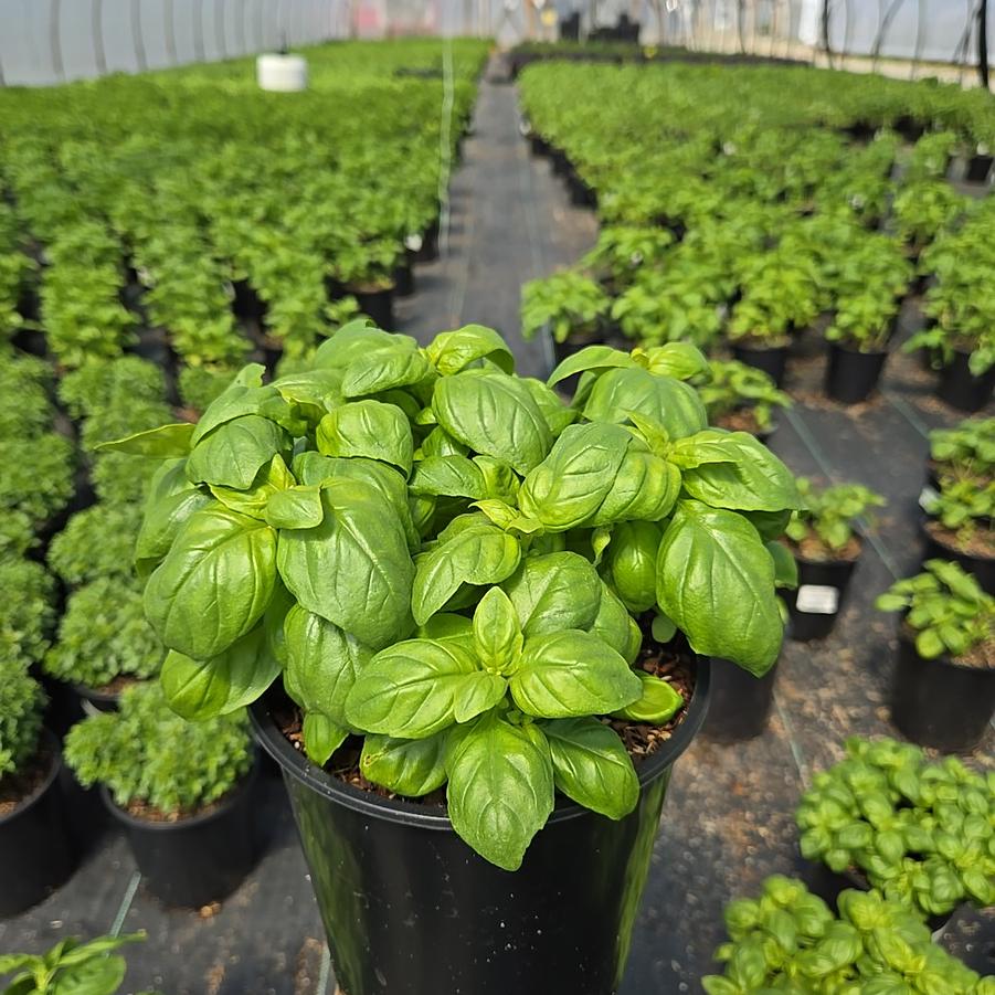 Ocimum basilicum 'Everleaf Genovese'