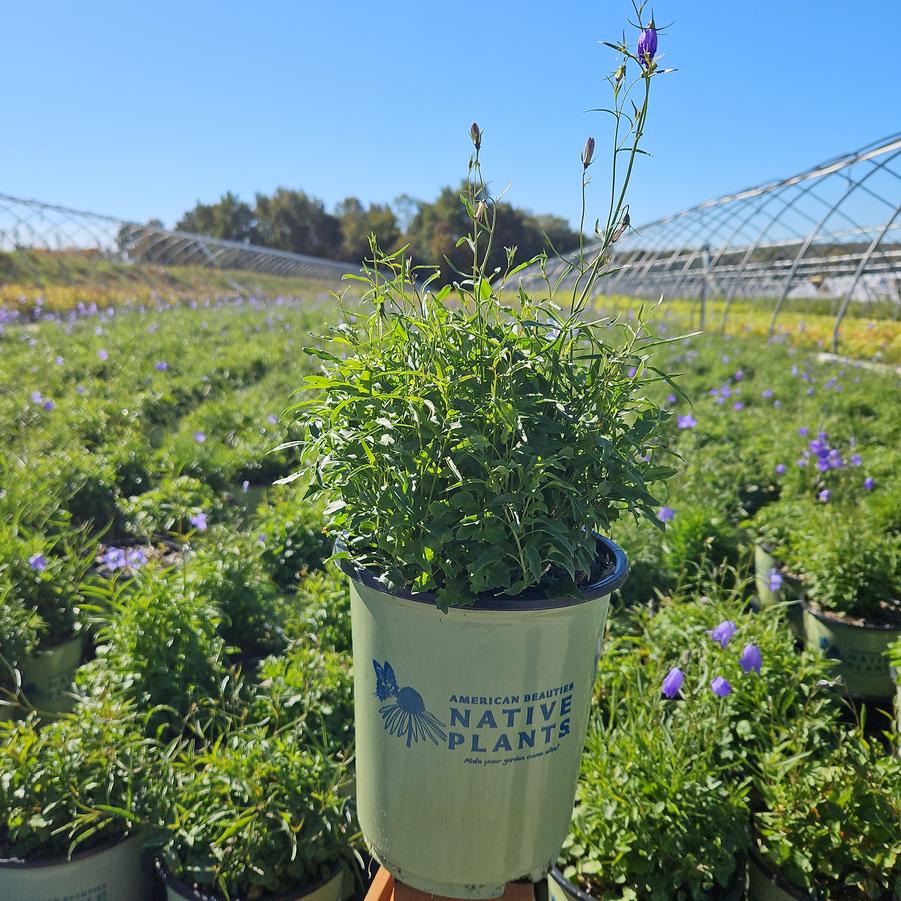 Campanula rotundifolia 