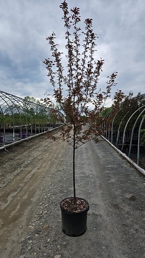 Malus X Royal Raindrops®