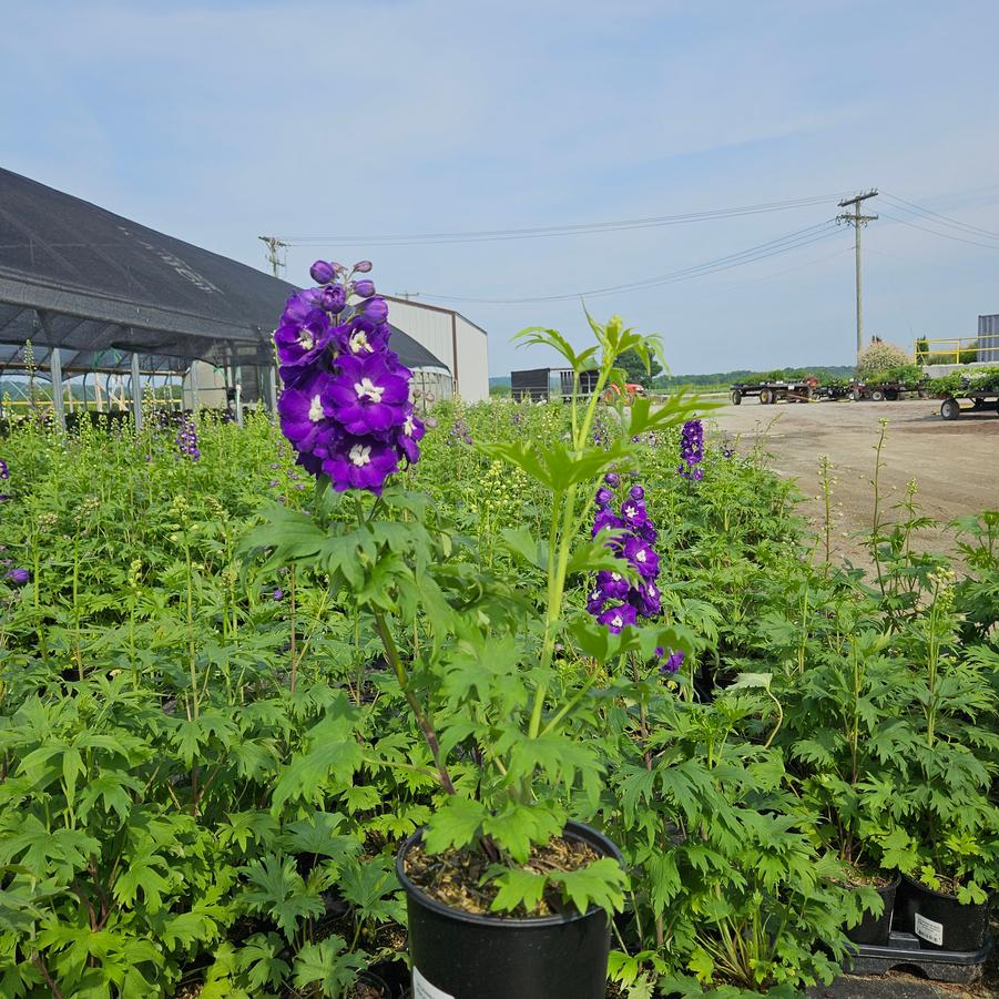 Delphinium x New Millennium™ 'Purple Passion'