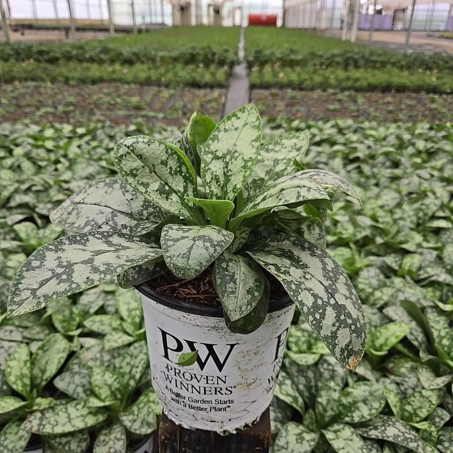 Pulmonaria hybrid 'Spot On'