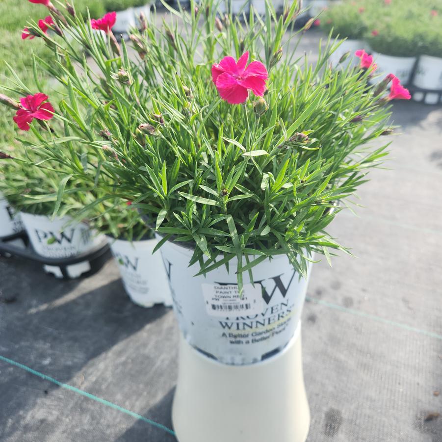 Dianthus hybrid 'Paint the Town Red'