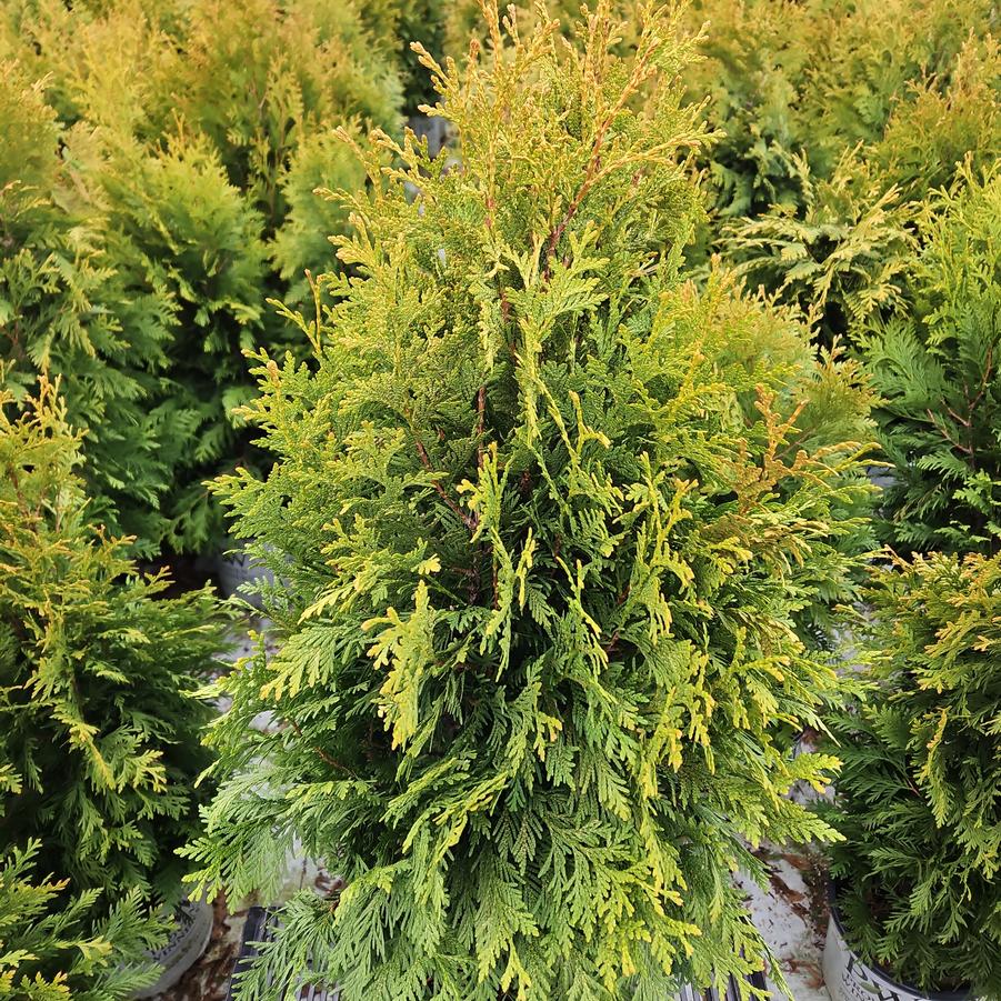 Thuja occidentalis Cheer Drops™