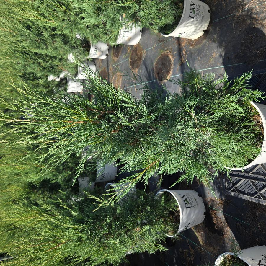Juniperus virginiana Aquavita™