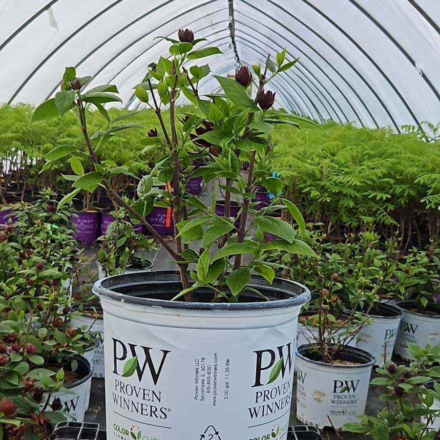 Calycanthus x Simply Scentsational®