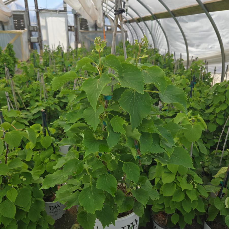 Schizophragma hydrangeoides Flirty Girl®