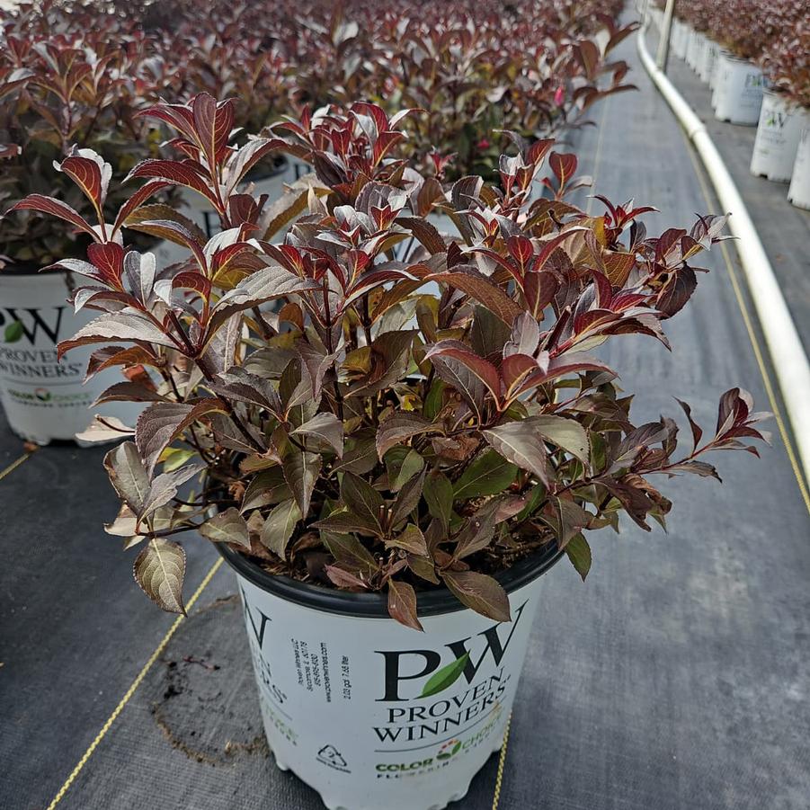 Weigela florida Very Fine Wine®