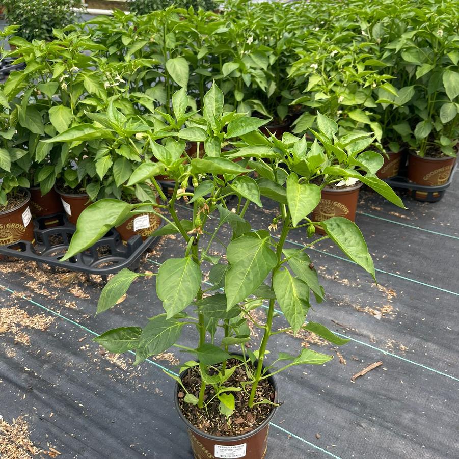 Pepper hybrid Spitfire