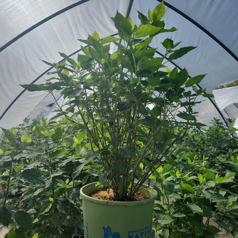 Hydrangea arborescens Pinky Pollen Ring™