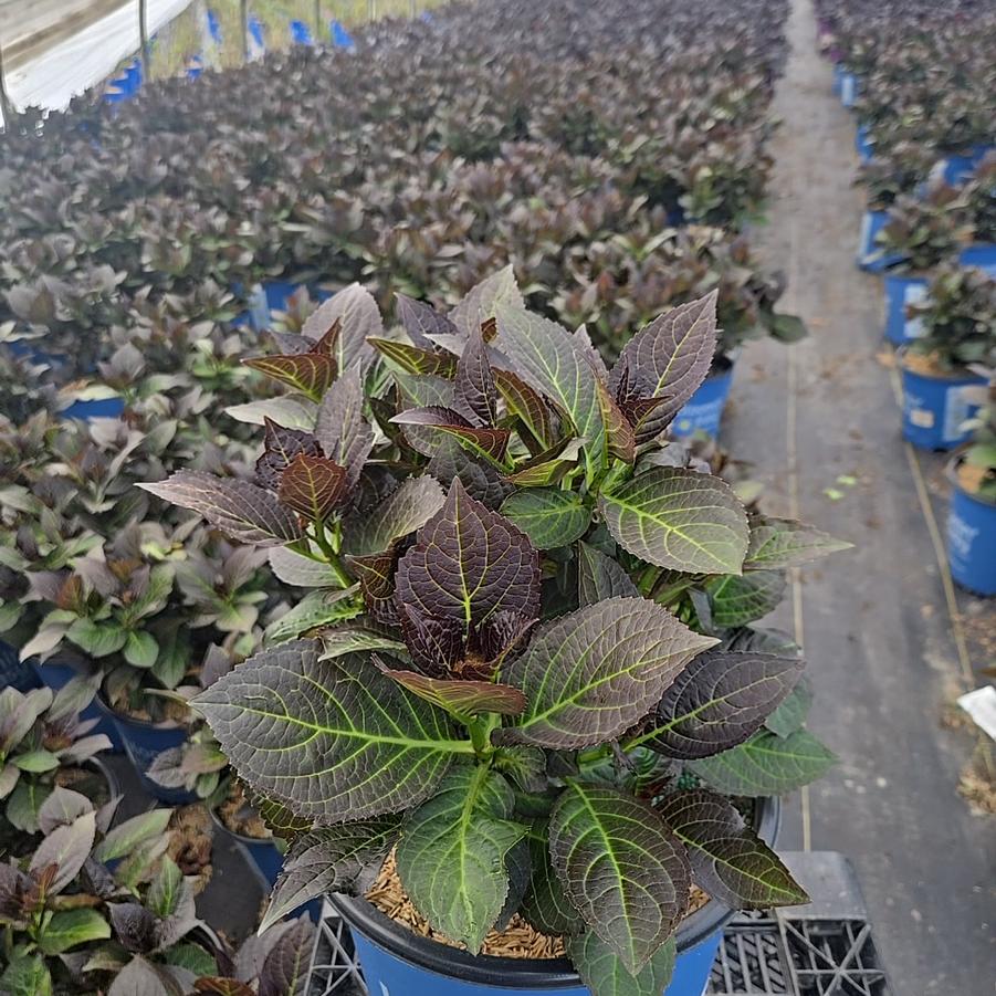 Hydrangea macrophylla 'Kimono'