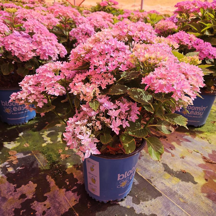 Hydrangea mac. Starfield™