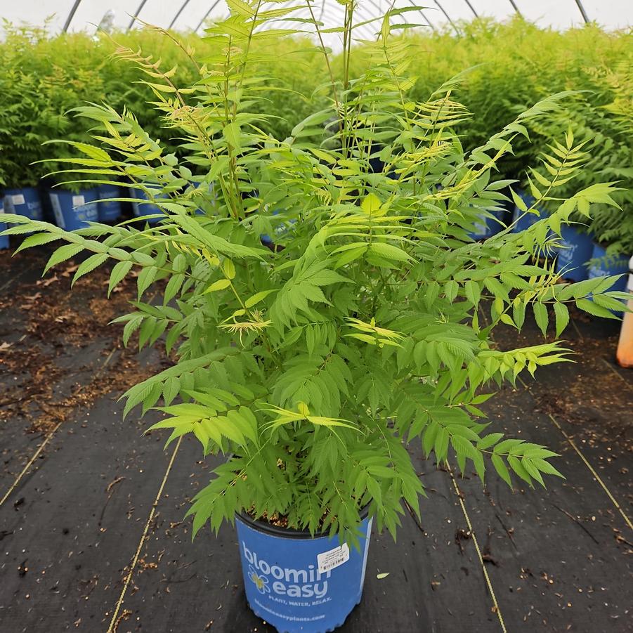 Sorbaria sorbifolia Cherry on Top™