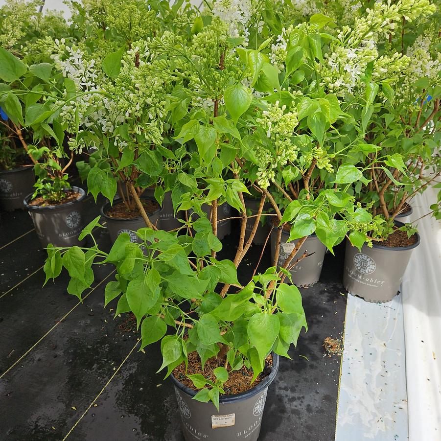 Syringa vulgaris New Age™ White