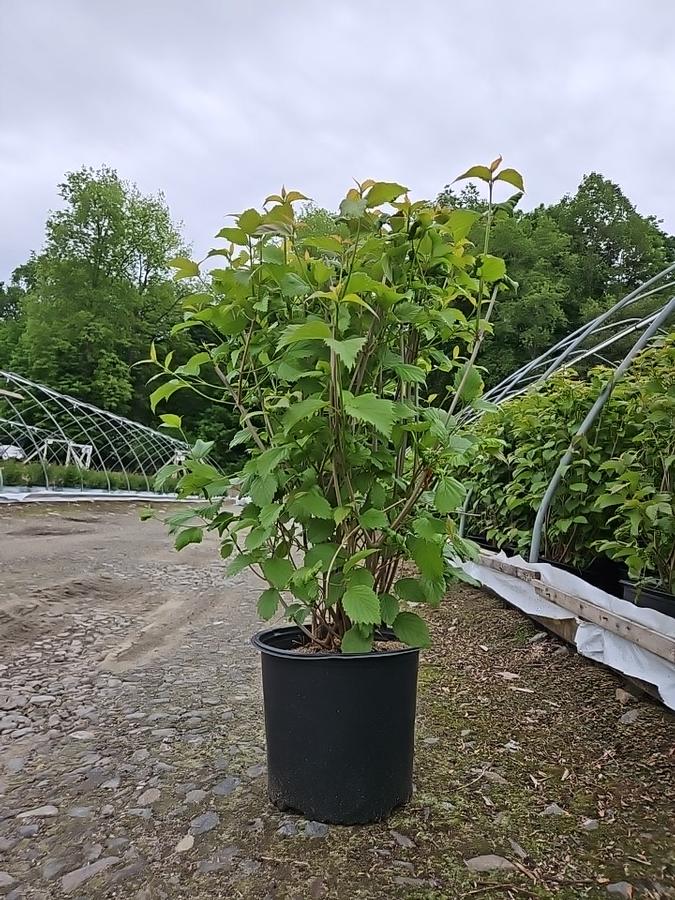 Viburnum dentatum Red Feather®