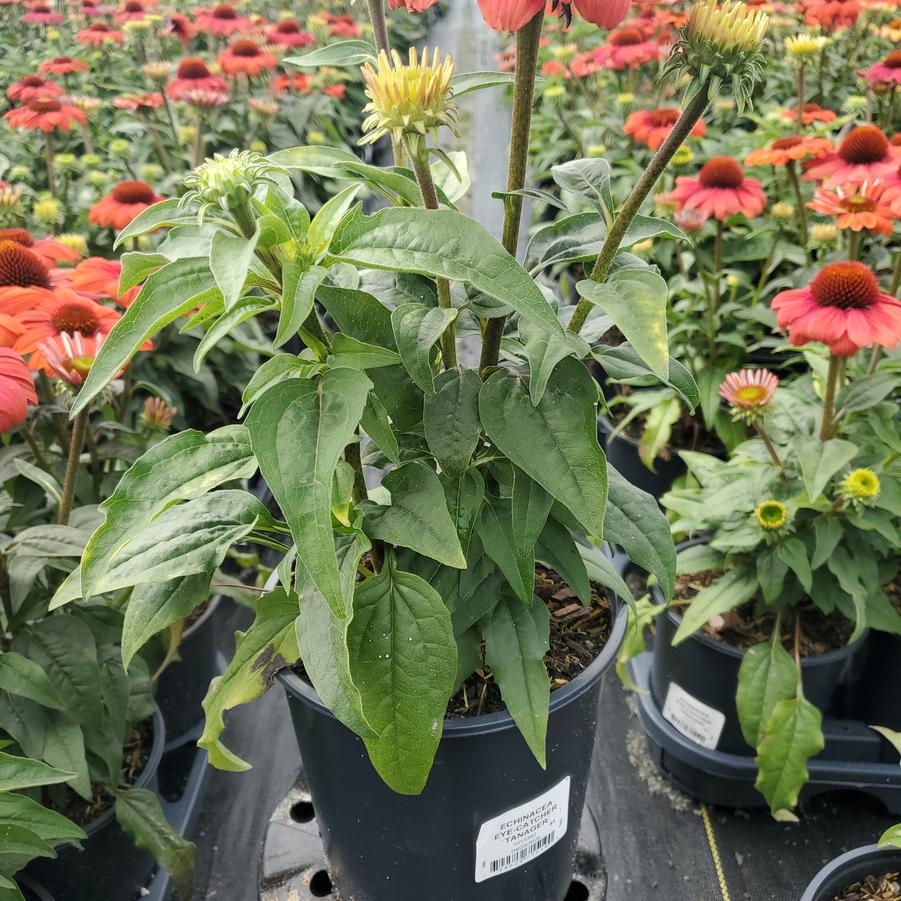 Echinacea purpurea Eye-Catcher™ Tanager