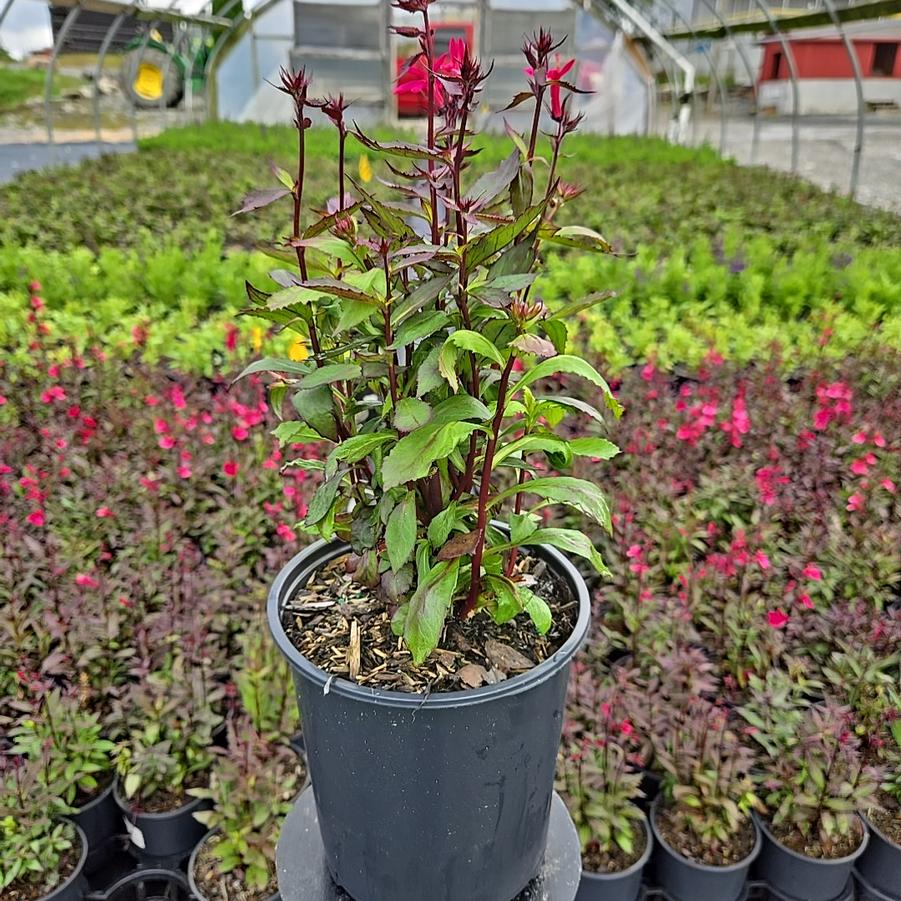 Lobelia speciosa Starship™ Rose