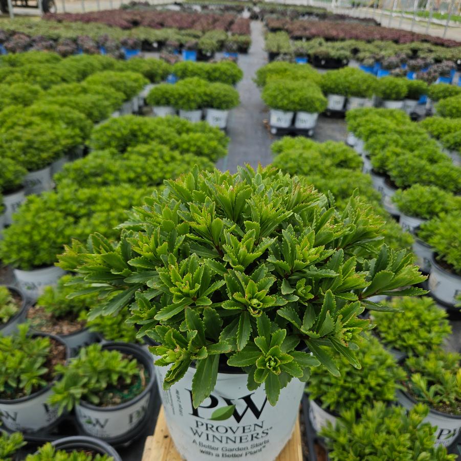 Sedum x Rock 'N Round™ 'Bright Idea'