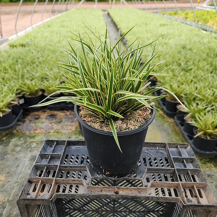 Carex morrowii EverColor® 'Everglow'