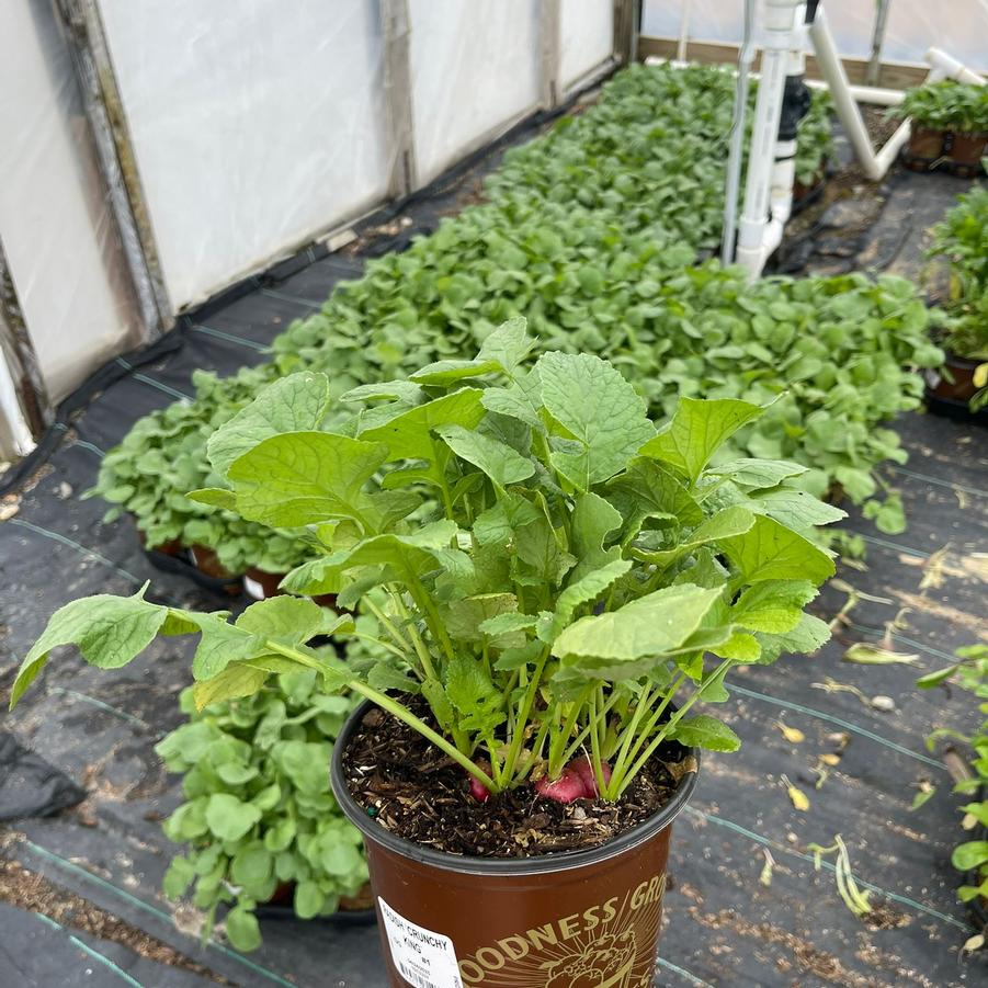 Radish 'Crunchy King'