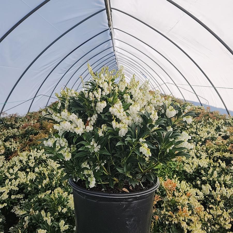 Pieris japonica 'Purity'