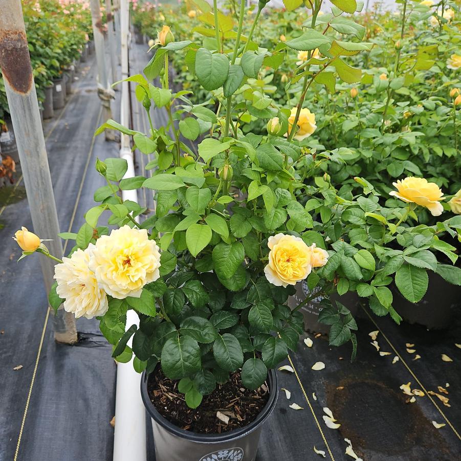 Rosa Romantica® Moonlight