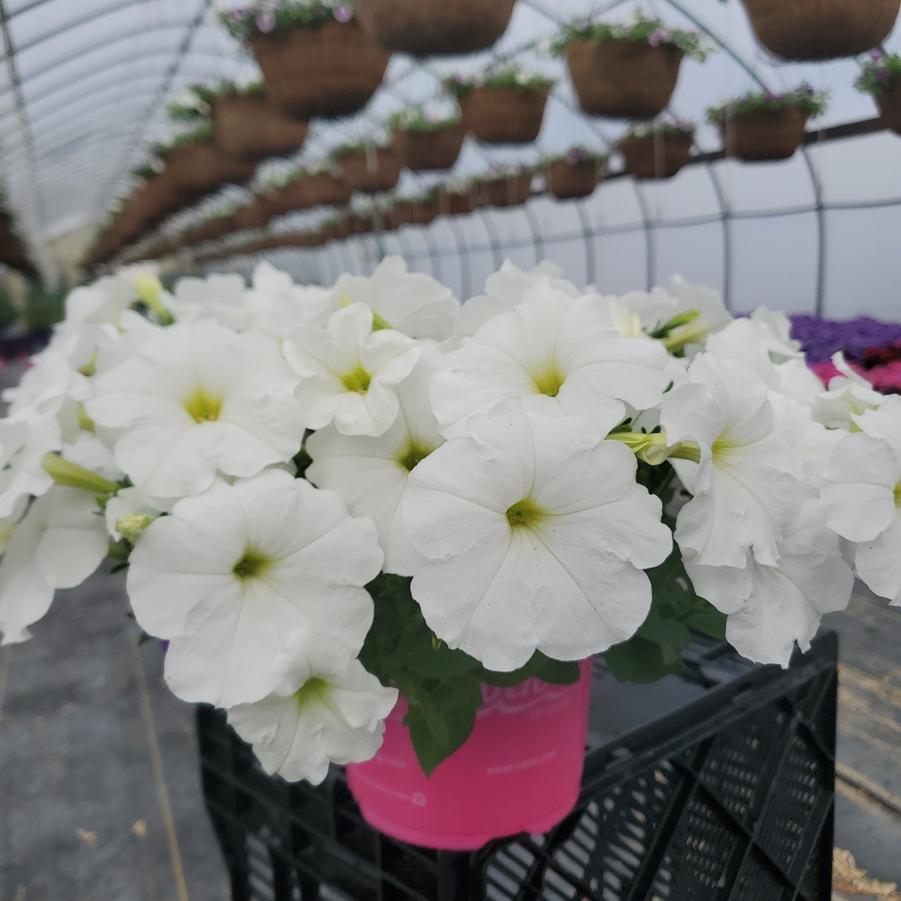 Petunia Wave®