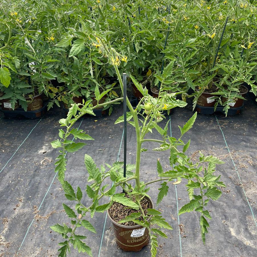 Tomato 'Phoenix'