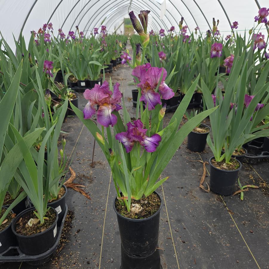 Iris germanica 'Wine Festival'
