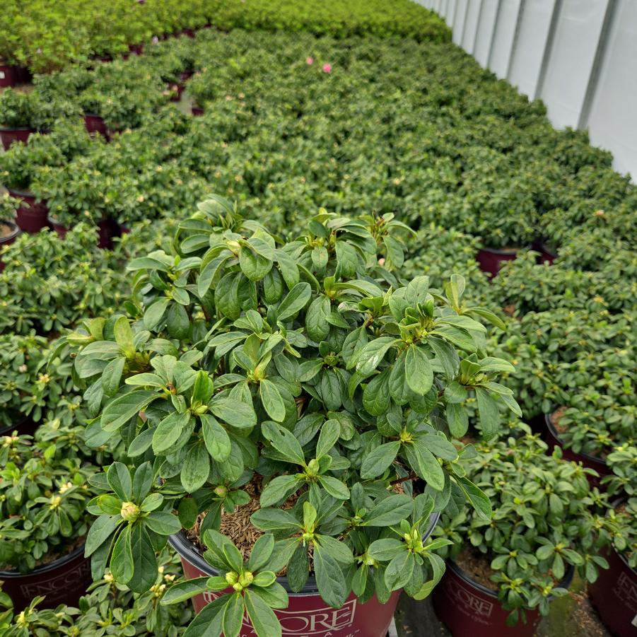 Azalea x Encore® Autumn Starburst®