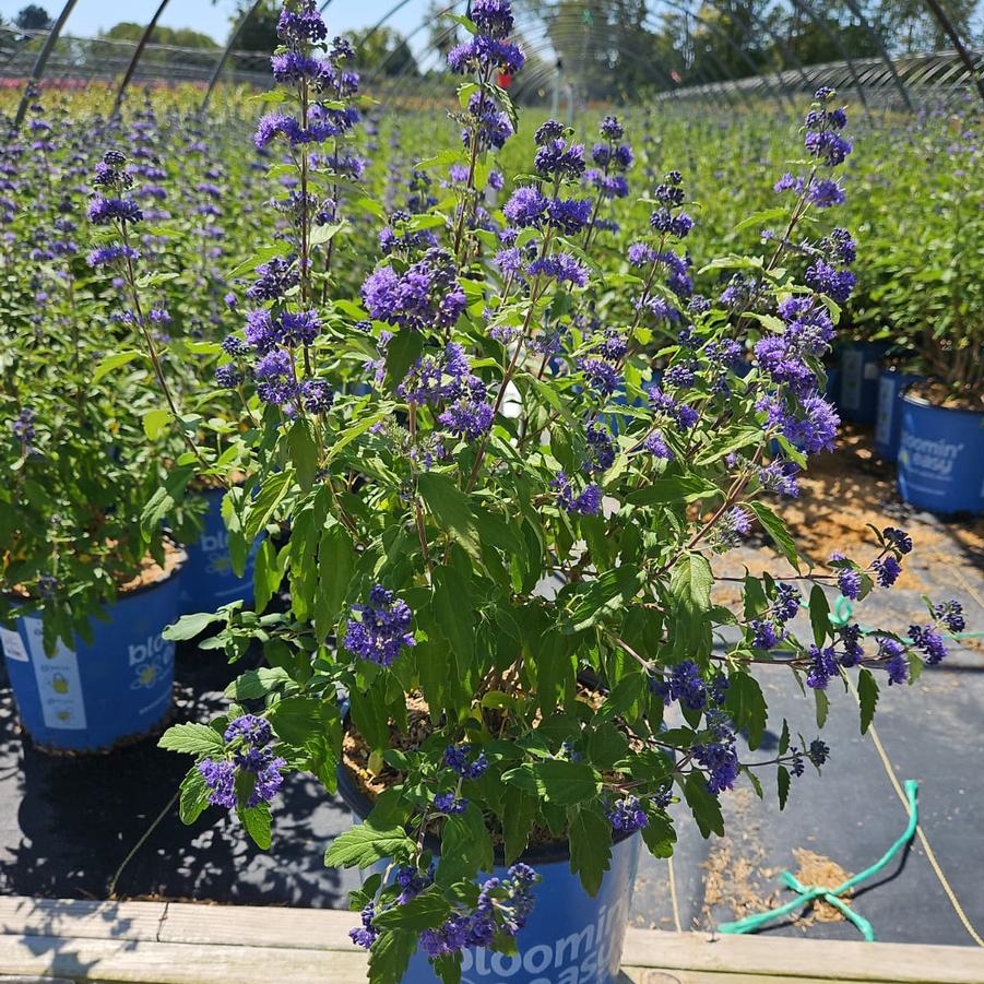 Caryopteris x cland. Beekeeper™