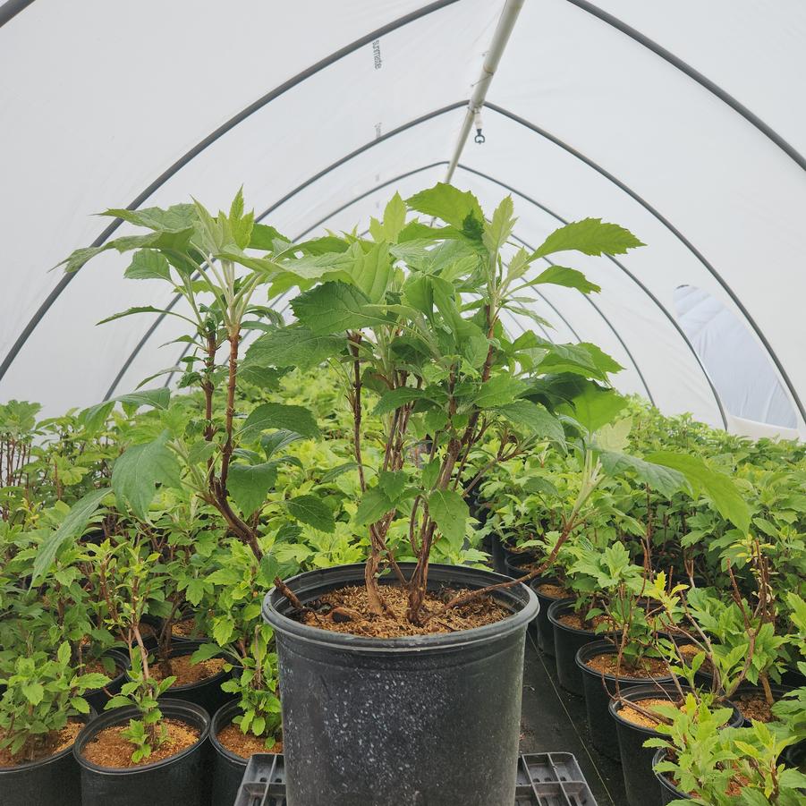 Hydrangea quercifolia 'Snowcicle'