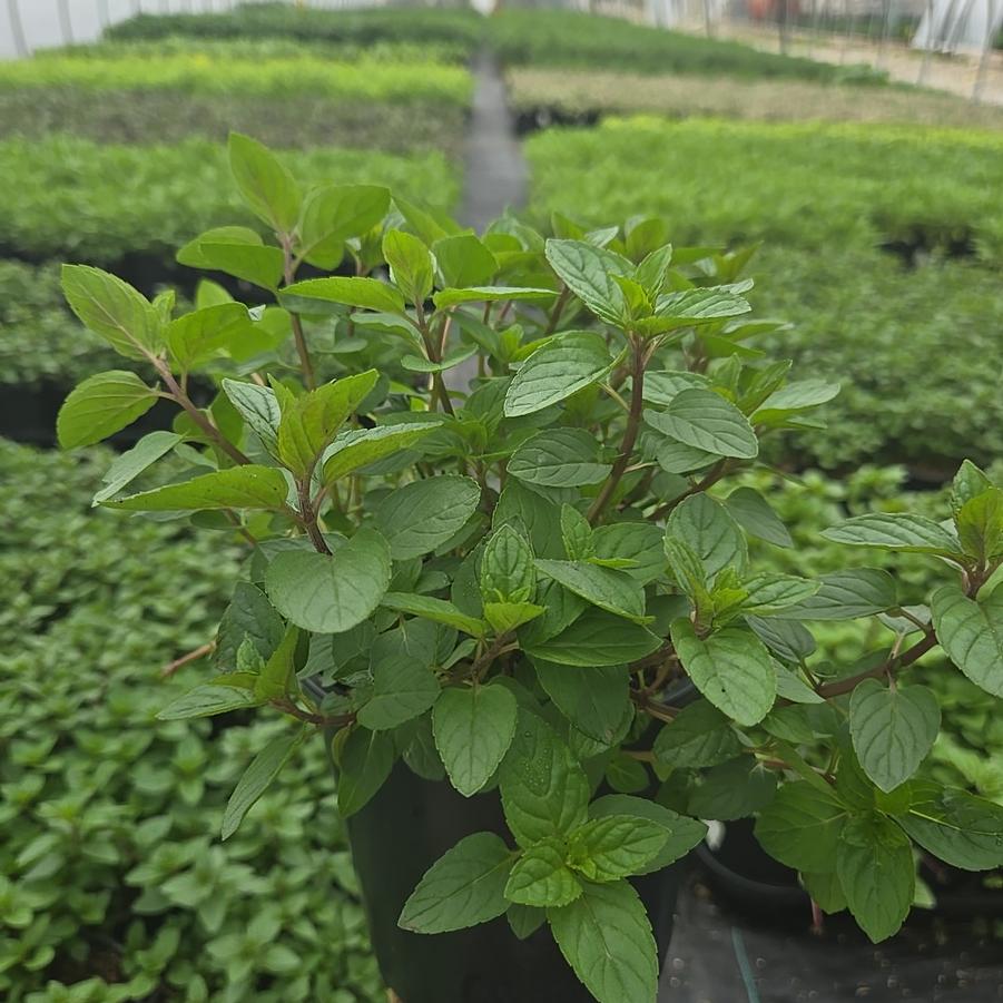 Mentha x piperita 