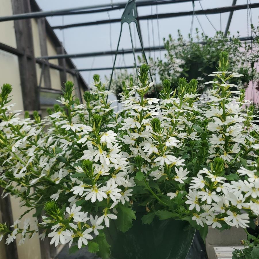 Scaevola Scampi White