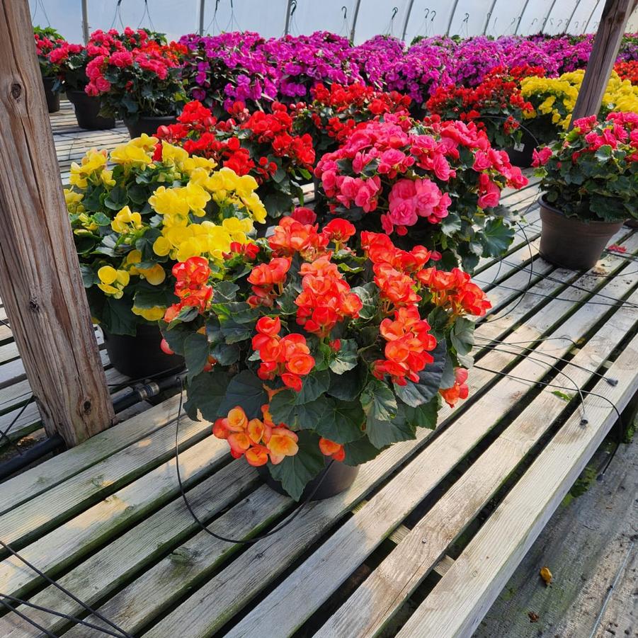 Begonia Rieger