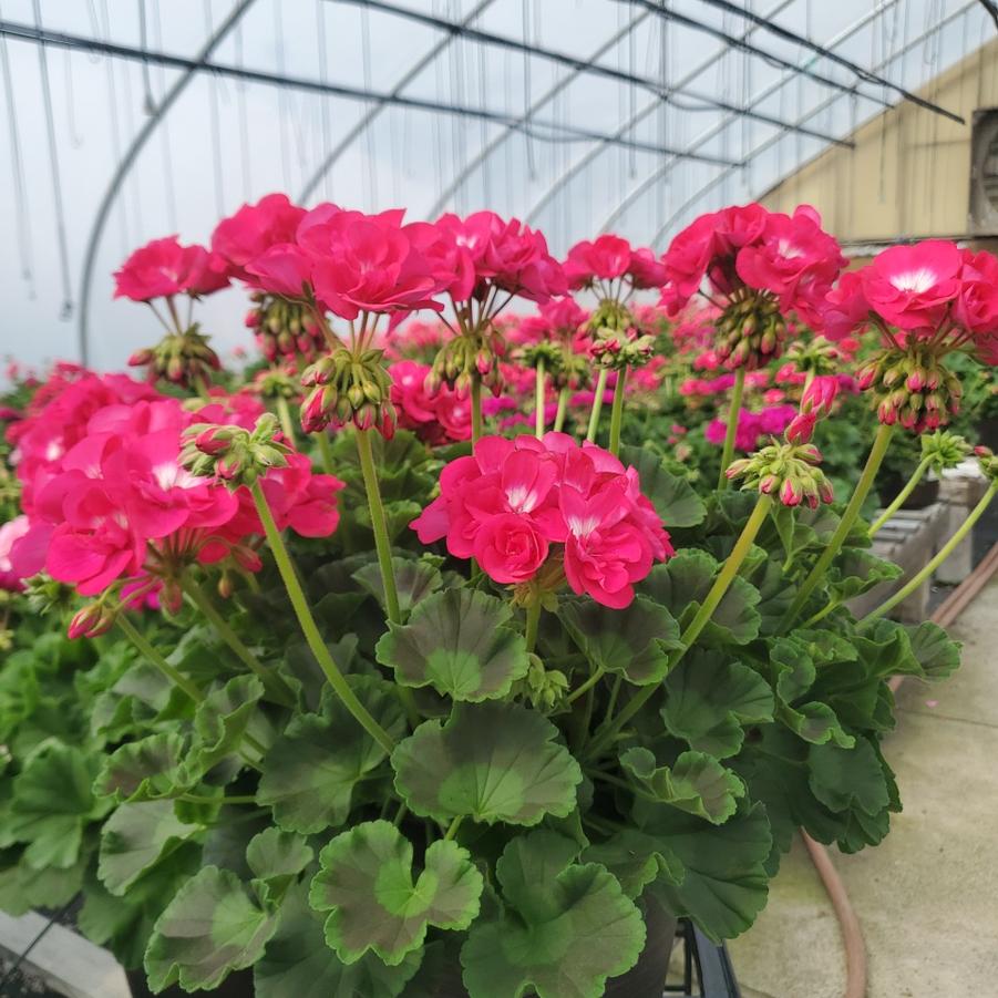 Geranium Calliope® Assorted selections