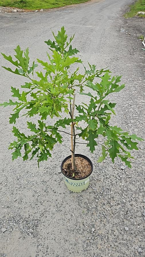 Quercus palustris 