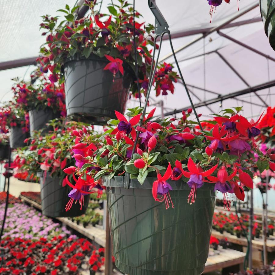 Fuchsia 