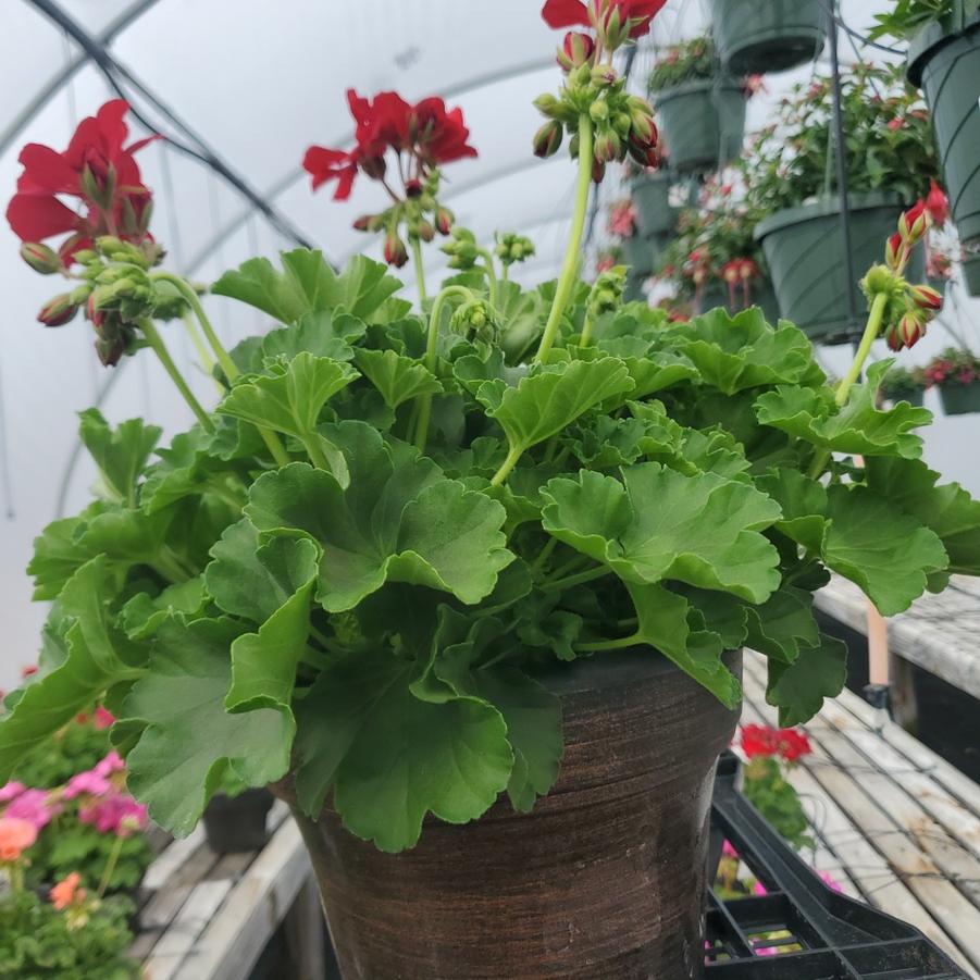 Geranium Zonal