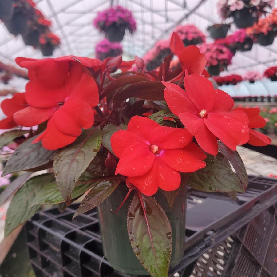 New Guinea Impatiens Assorted Mix