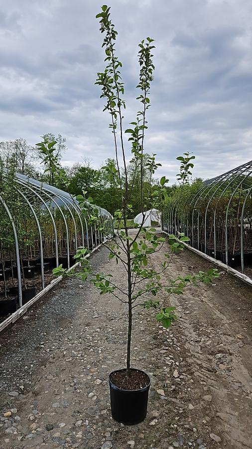 Malus 'Freedom'