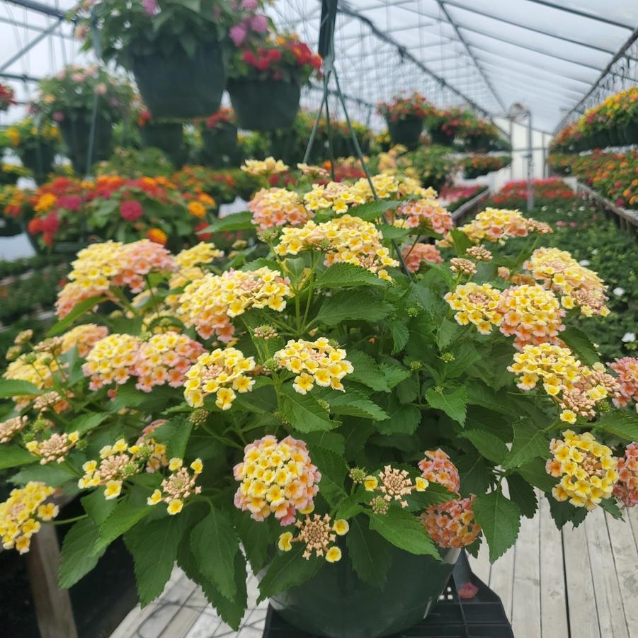 Lantana 